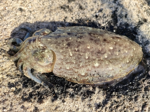 コウイカの釣果