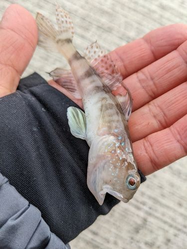 ハゼの釣果