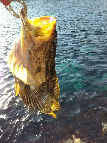 ベッコウゾイの釣果