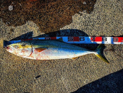 ブリの釣果