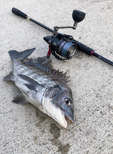 チヌの釣果