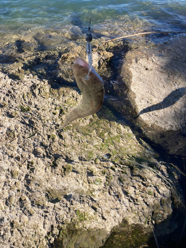 コチの釣果