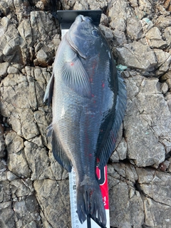 クチブトグレの釣果