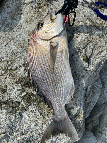 ヘダイの釣果