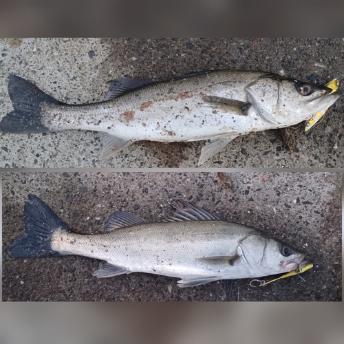 シーバスの釣果