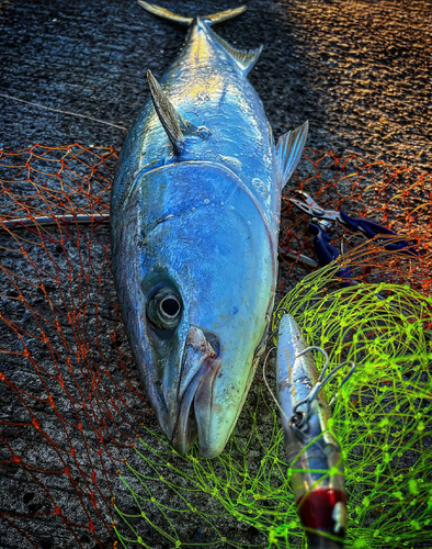 ワラサの釣果