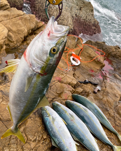 ハマチの釣果