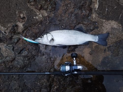 フッコ（ヒラスズキ）の釣果