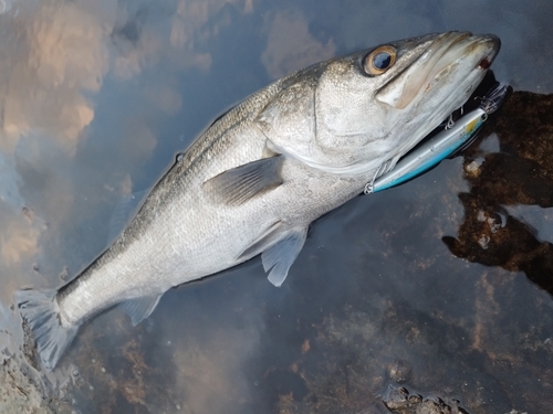 マルスズキの釣果