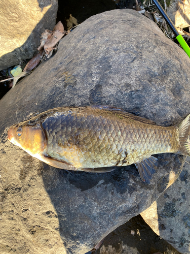 マブナの釣果