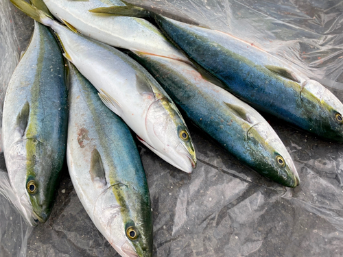 ハマチの釣果