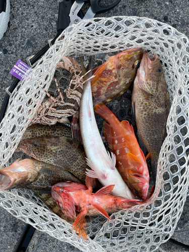 オオモンハタの釣果