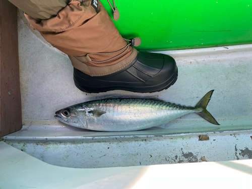 サバの釣果