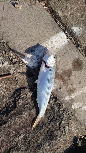 コノシロの釣果