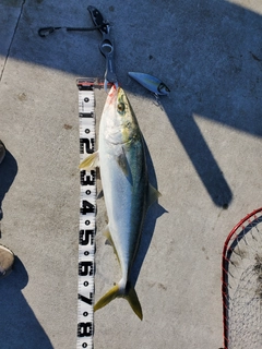 ハマチの釣果