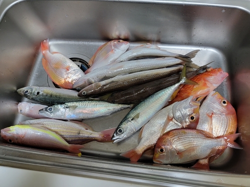 レンコダイの釣果