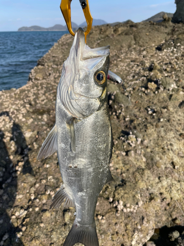 セイゴ（ヒラスズキ）の釣果