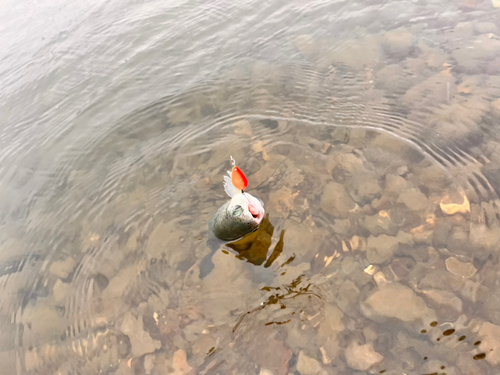 レインボートラウトの釣果