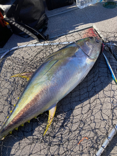 キハダマグロの釣果