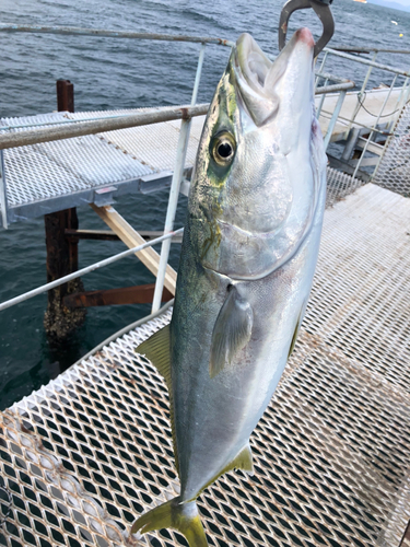 メジロの釣果