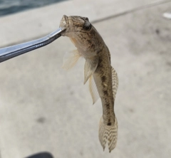 マハゼの釣果