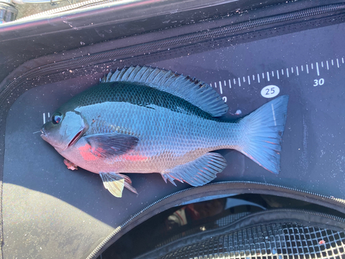 メジナの釣果