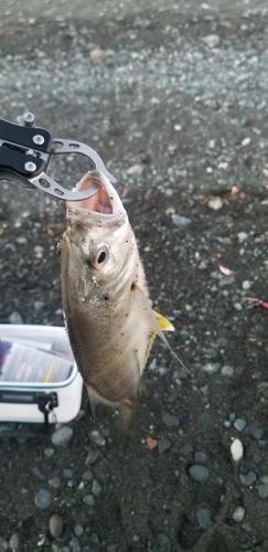 シマアジの釣果