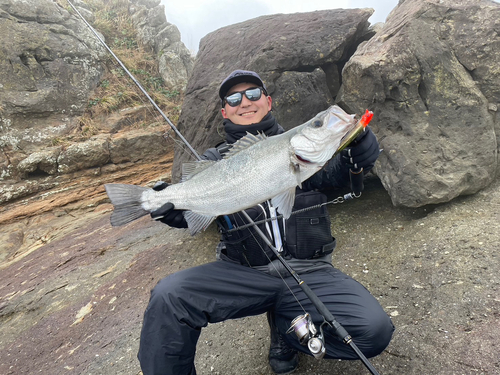 ヒラスズキの釣果