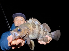 シロメバルの釣果