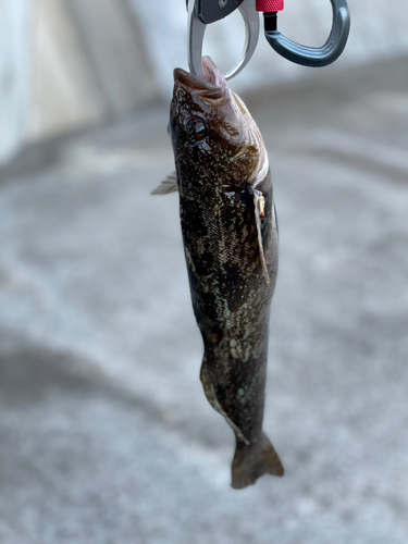 アイナメの釣果