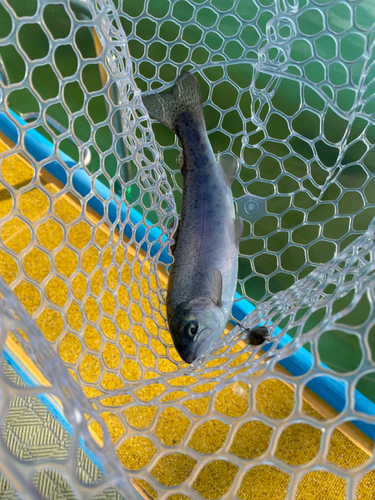 ニジマスの釣果