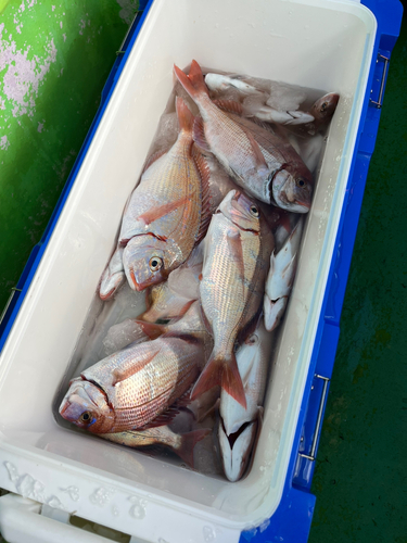 ハナダイの釣果