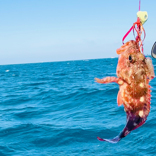 カサゴの釣果