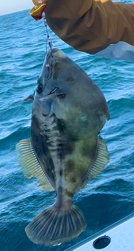 カワハギの釣果