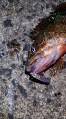 カサゴの釣果