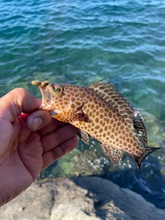 オオモンハタの釣果