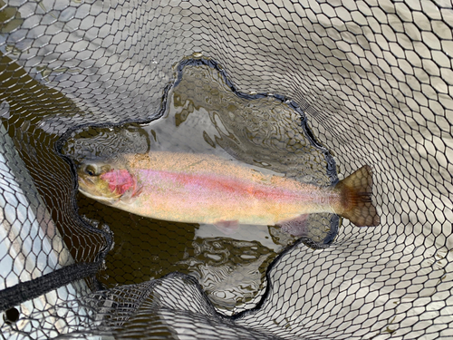 トラウトの釣果