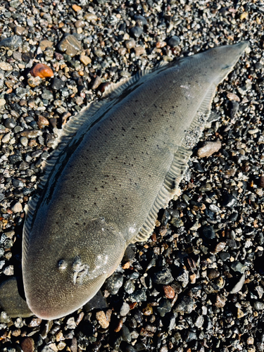 ウシノシタの釣果