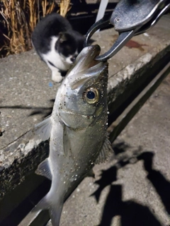 セイゴ（ヒラスズキ）の釣果