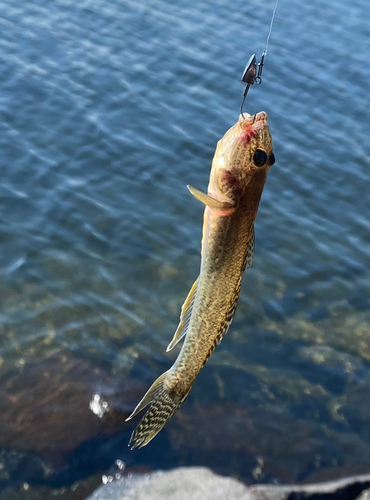 ハゼの釣果