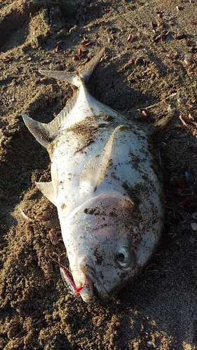 GTの釣果