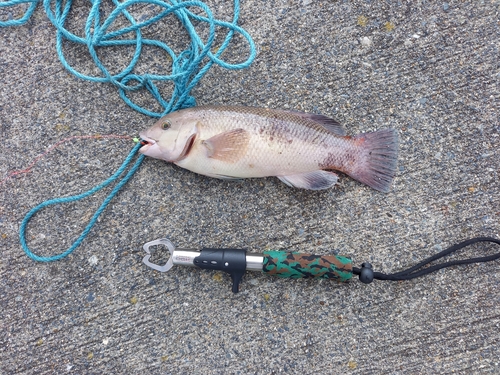 コブダイの釣果