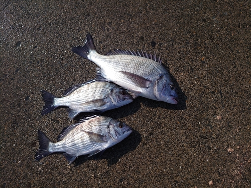 チヌの釣果