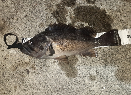 クロソイの釣果