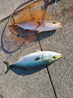 ハマチの釣果