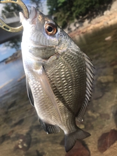 ナンヨウチヌの釣果