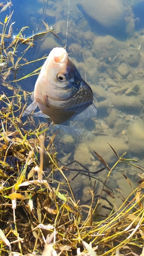 ヘラブナの釣果