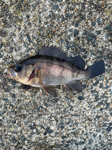 シロメバルの釣果