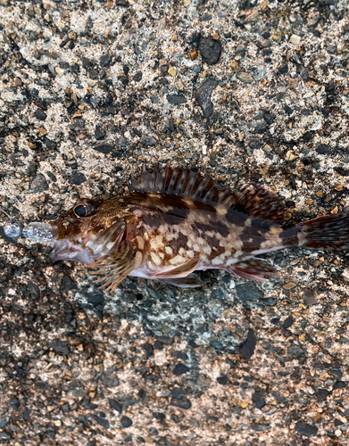 カサゴの釣果