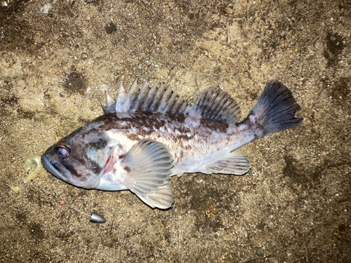 クロソイの釣果